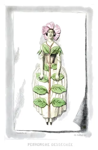 Vincapervinca seca, J. J. Grandville, 1849