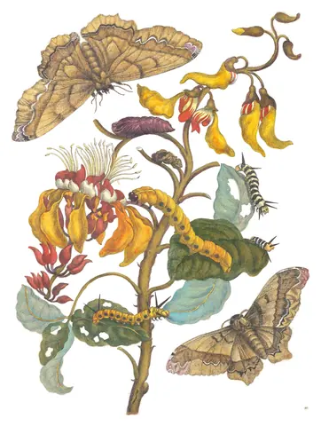 Lámina de Metamorphosis Insectorum Surinamensium, Maria Sibylla Merian, 1705