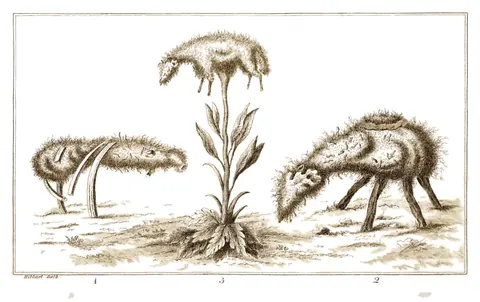 Barómetz o cordero escita, William Hibbart, 1791
