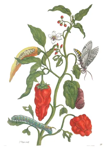 Lámina de Metamorphosis Insectorum Surinamensium, Maria Sibylla Merian, 1705