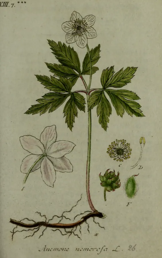 Lámina de anémona de bosque, Deutschlands Flora in Abbildungen nach der Natur