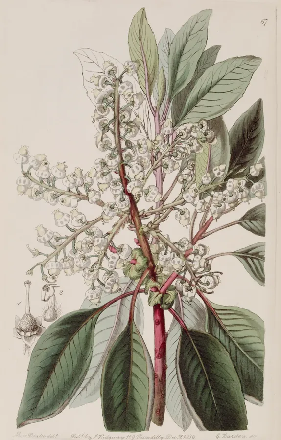 Lámina de madroño, Edwards's Botanical Register