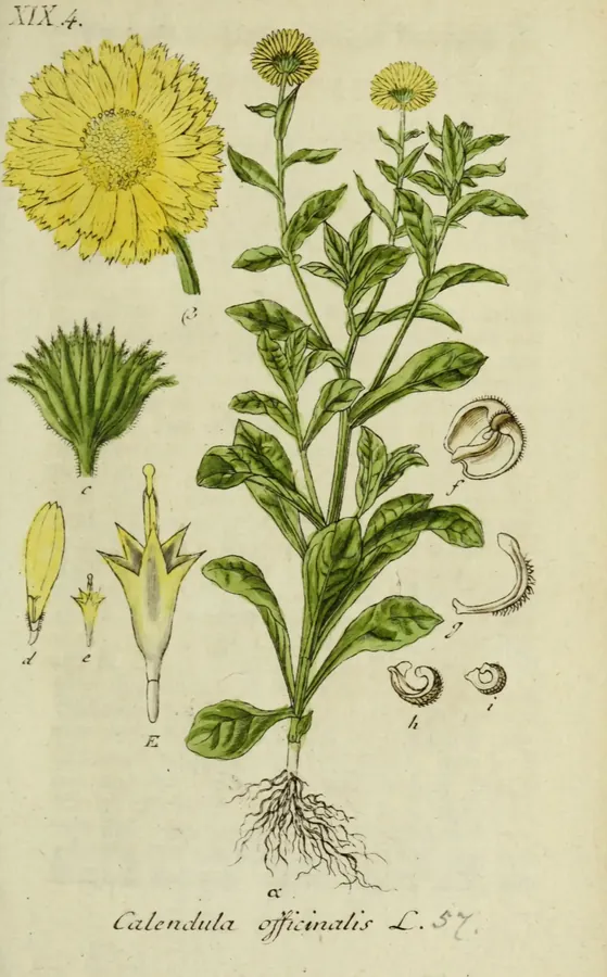 Lámina de caléndula, Deutschlands Flora in Abbildungen nach der Natur