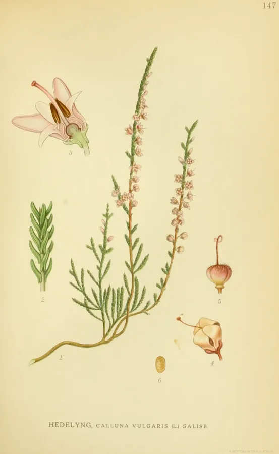 Lámina de brecina, Billeder af Nordens Flora