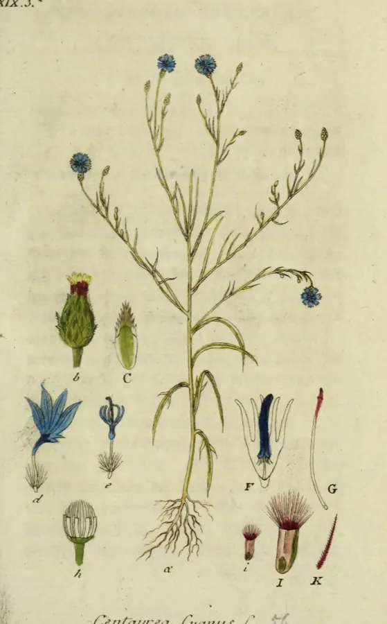 Lámina de aciano, Deutschlands Flora in Abbildungen nach der Natur