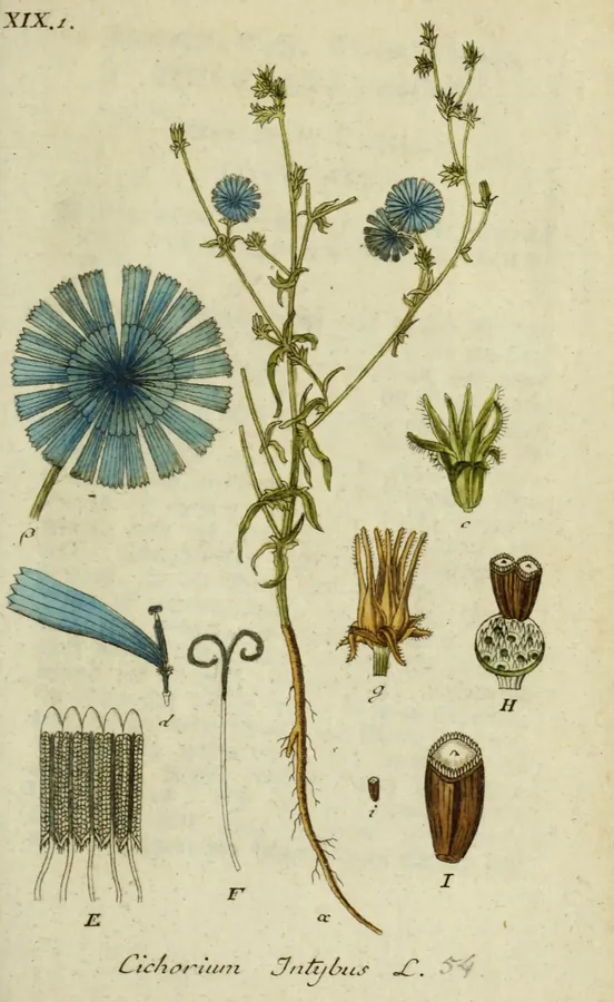 Lámina de achicoria, Deutschlands Flora in Abbildungen nach der Natur