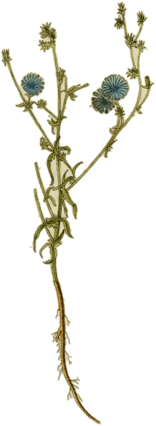 Achicoria (Cichorium intybus), de la lámina de Jacob Sturm
