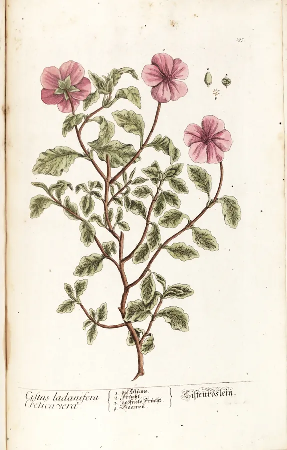 Lámina de jara pringosa, Herbarium Blackwellianum