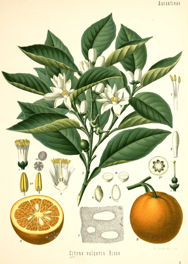 Lámina de naranjo amargo, Köhler's Medizinal-Pflanzen