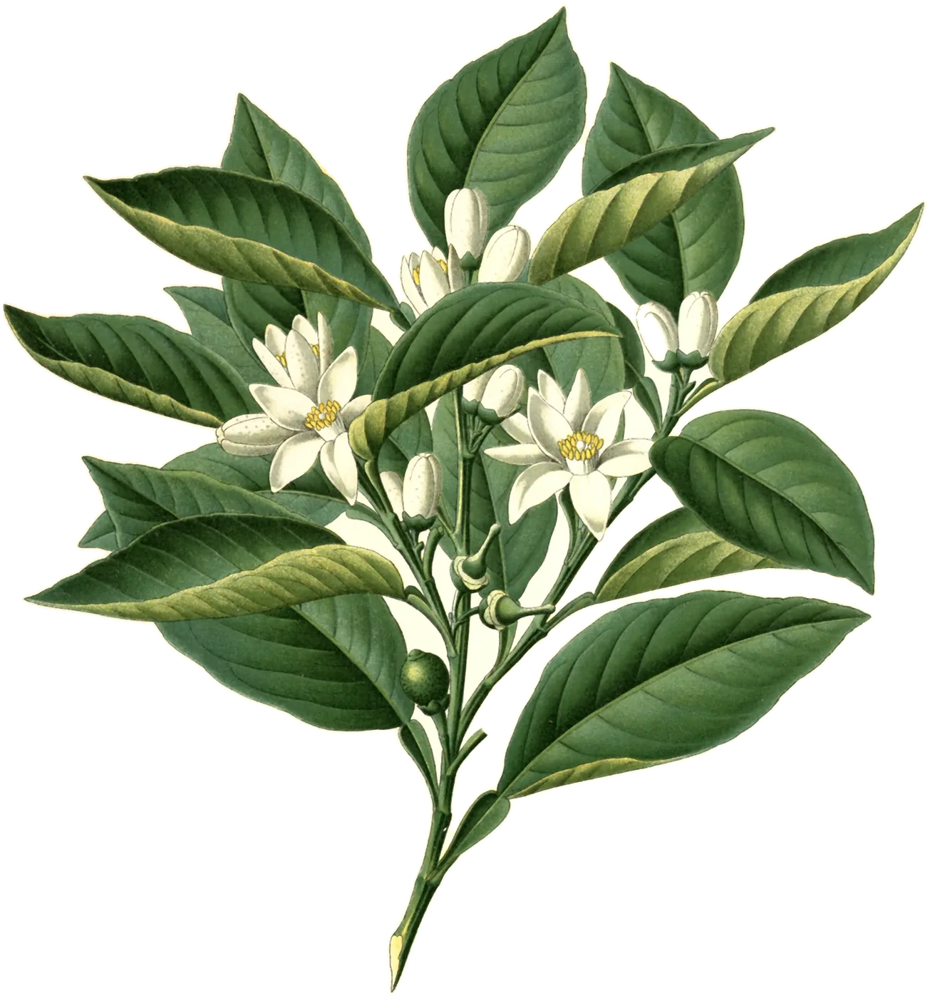 Naranjo amargo (Citrus aurantium), de la lámina de Franz Eugen Köhler
