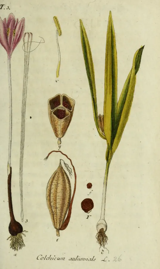 Lámina de cólquico, Deutschlands Flora in Abbildungen nach der Natur