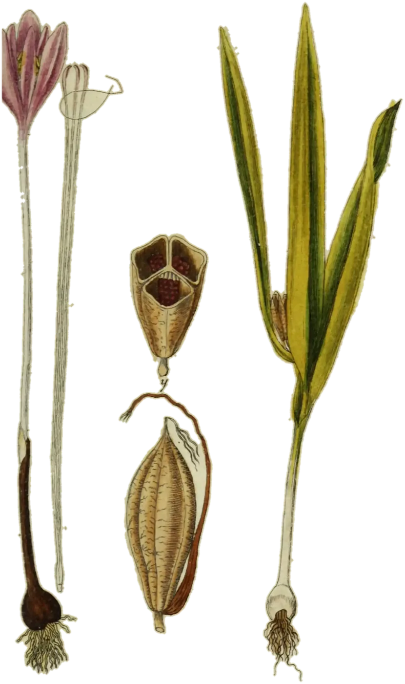 Cólquico (Colchicum autumnale), de la lámina de Jacob Sturm