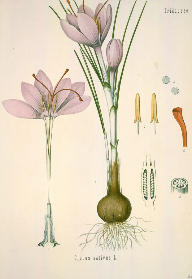Lámina de azafrán, Köhler's Medizinal-Pflanzen