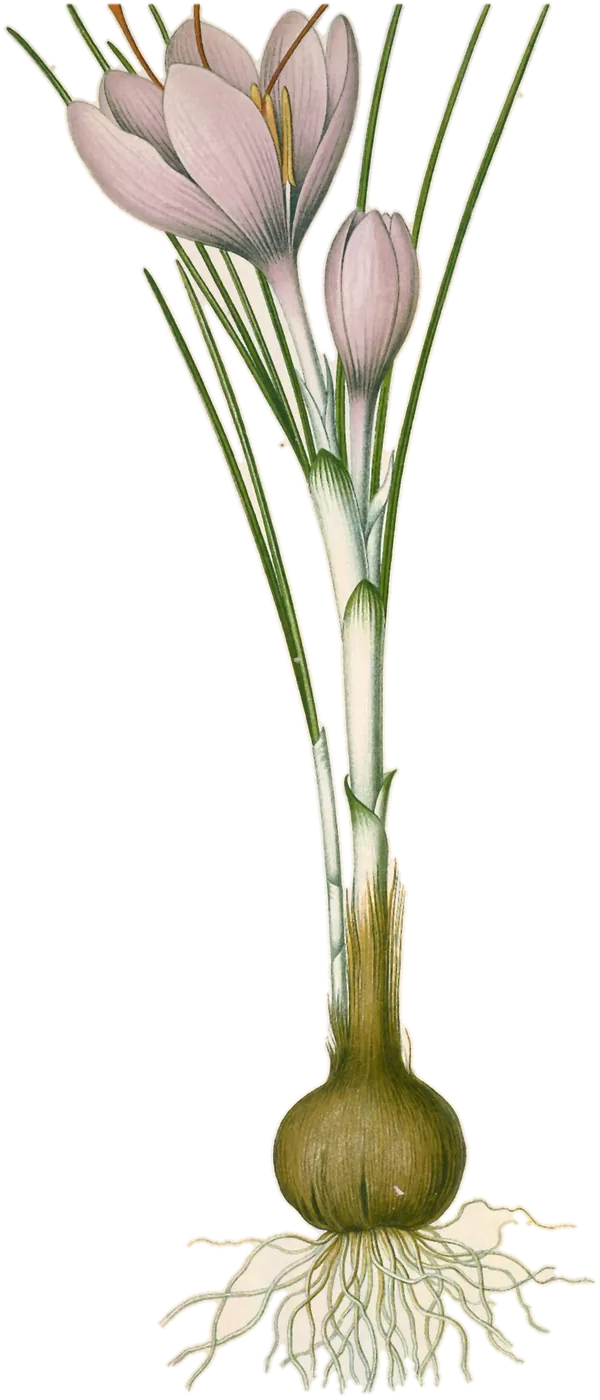 Azafrán (Crocus sativus), de la lámina de Franz Eugen Köhler