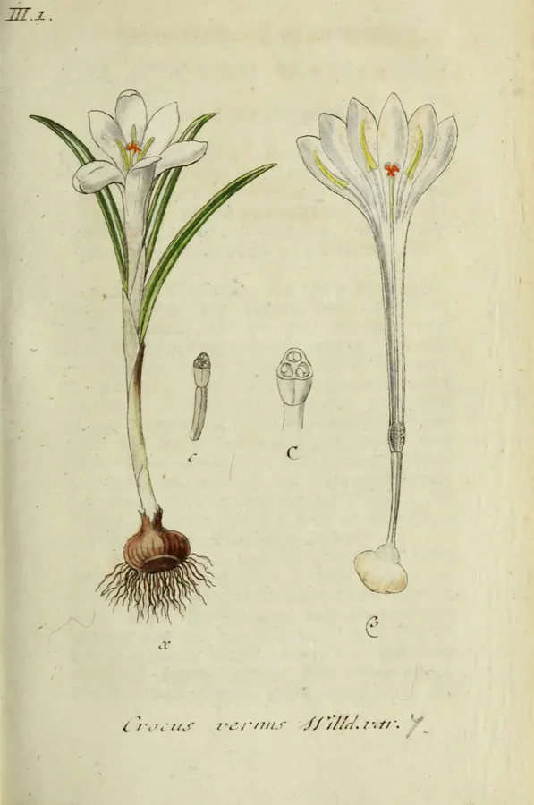 Lámina de azafrán de primavera, Deutschlands Flora in Abbildungen nach der Natur