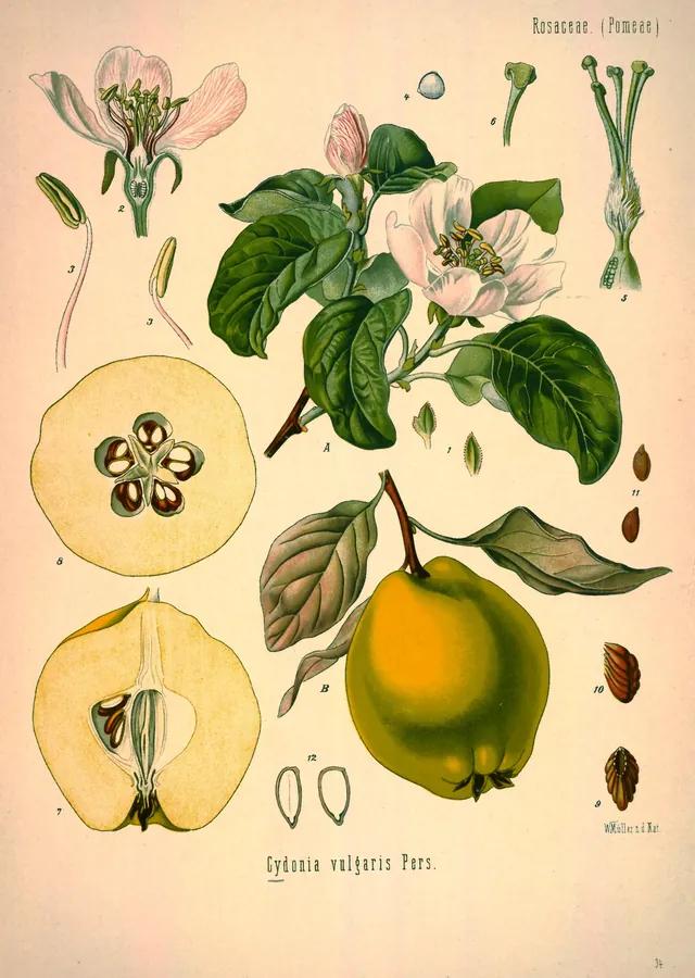 Lámina de membrillero, Köhler's Medizinal-Pflanzen