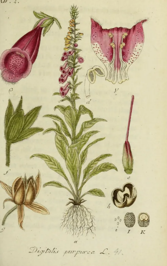 Lámina de dedalera, Deutschlands Flora in Abbildungen nach der Natur