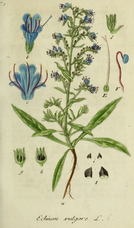 Lámina de viborera, Deutschlands Flora in Abbildungen nach der Natur