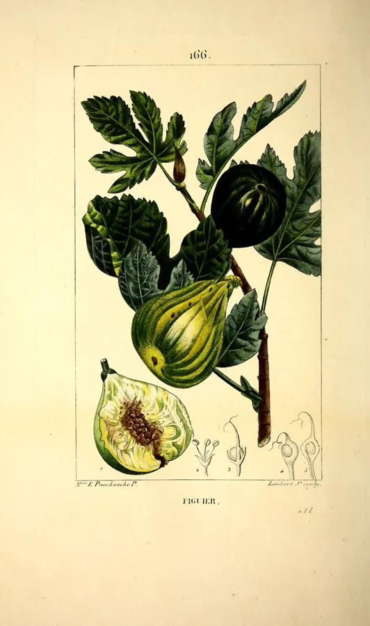 Lámina de higuera, Flore médicale