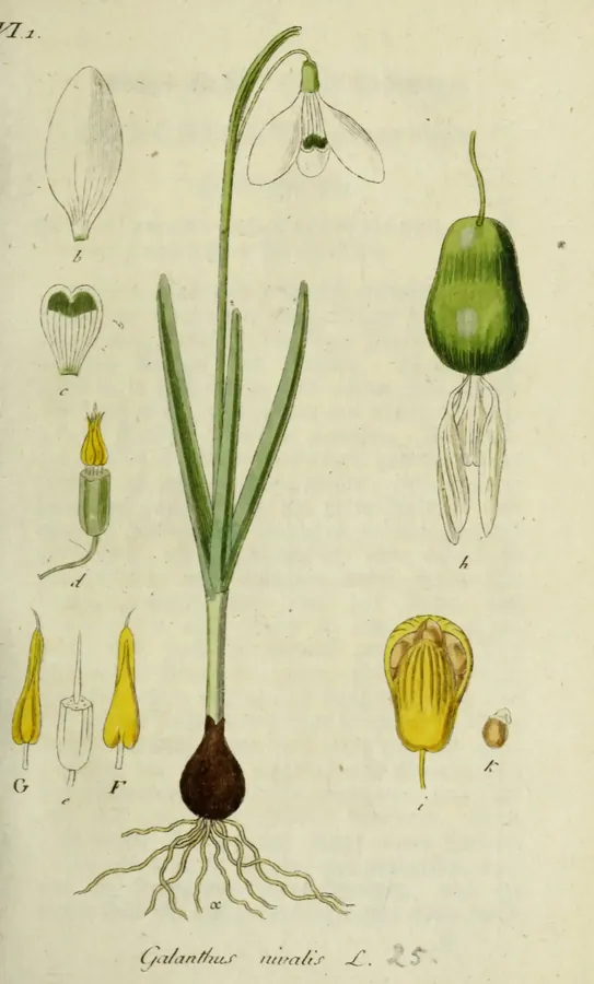 Lámina de campanilla de invierno, Deutschlands Flora in Abbildungen nach der Natur