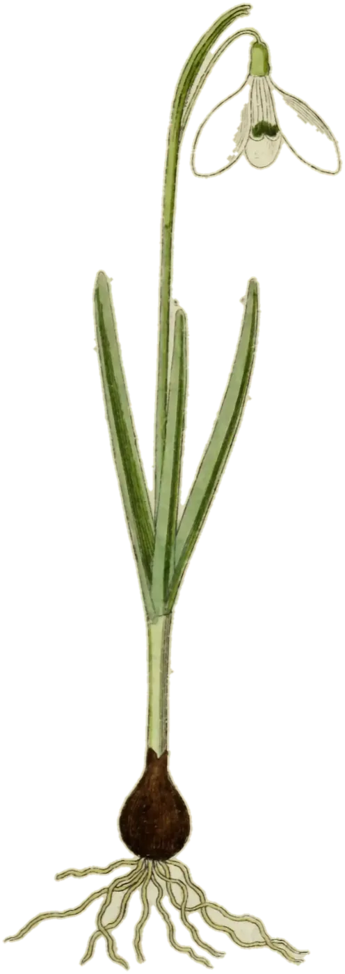 Campanilla de invierno (Galanthus nivalis), de la lámina de Jacob Sturm