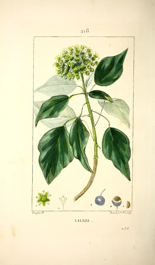 Lámina de hiedra, Flore médicale