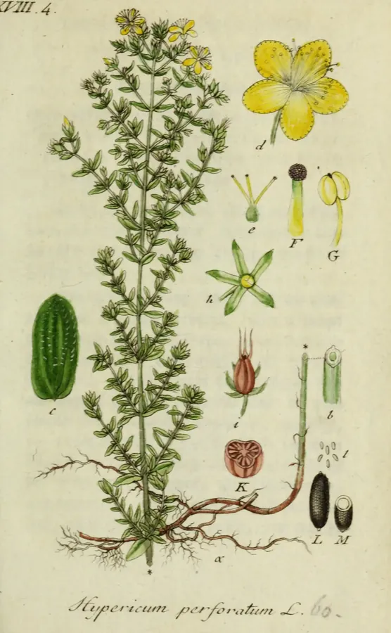 Lámina de hipérico, Deutschlands Flora in Abbildungen nach der Natur