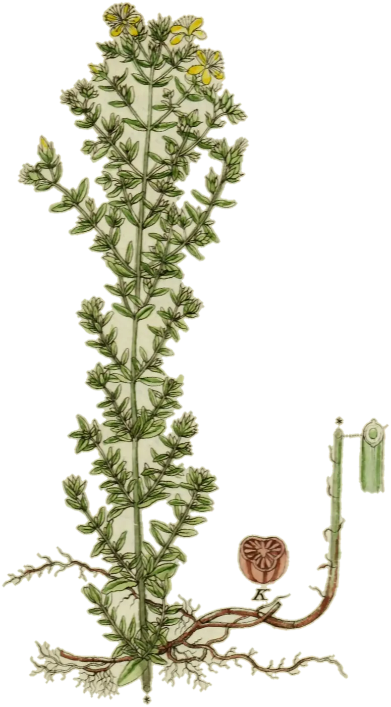 Hipérico (Hypericum perforatum), de la lámina de Jacob Sturm