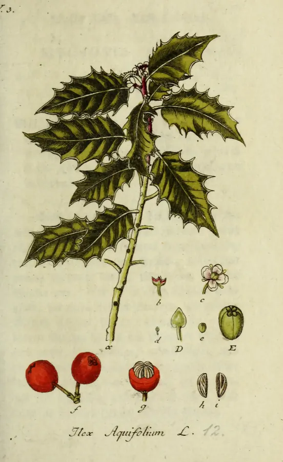 Lámina de acebo, Deutschlands Flora in Abbildungen nach der Natur