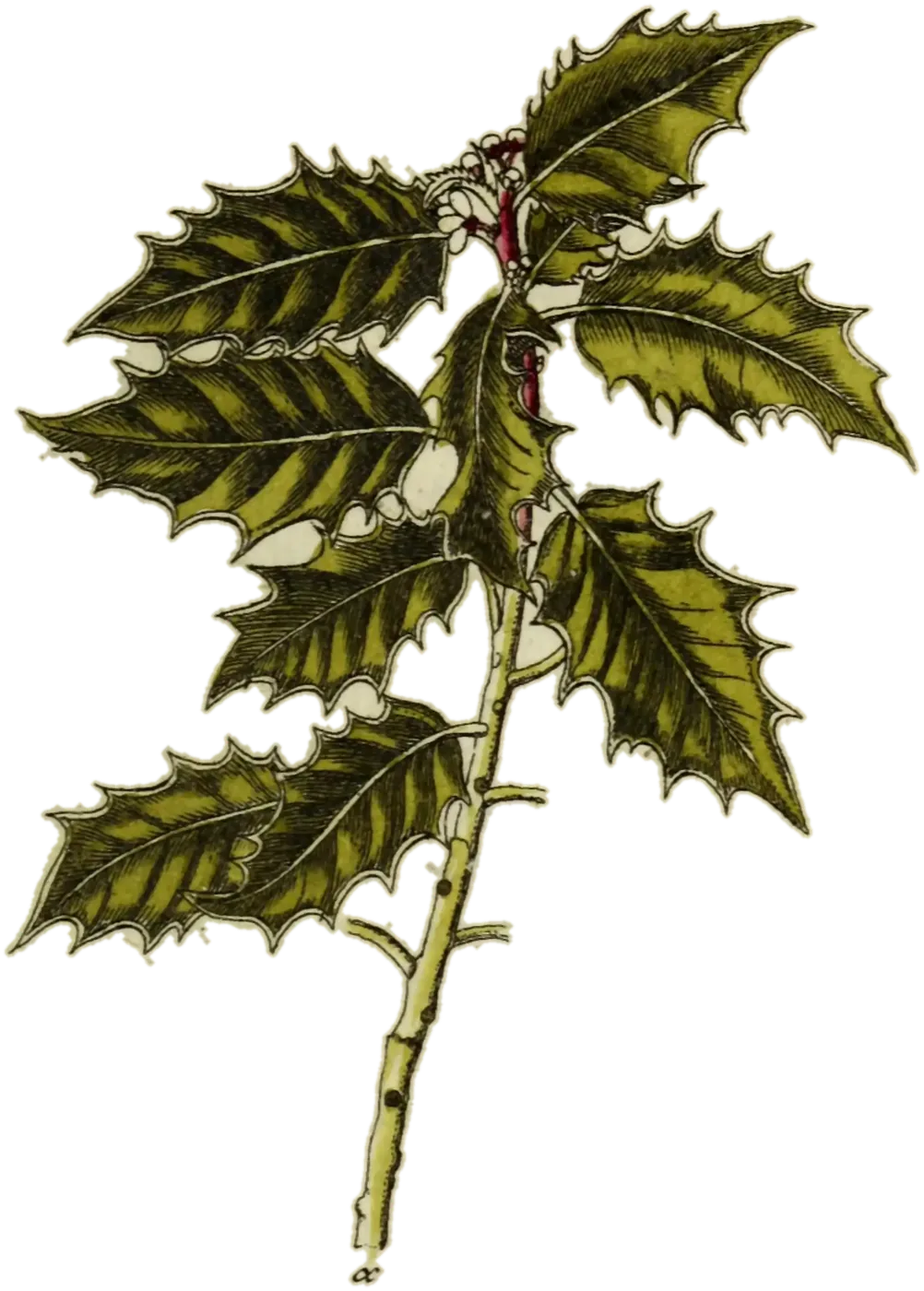 Acebo (Ilex aquifolium), de la lámina de Jacob Sturm