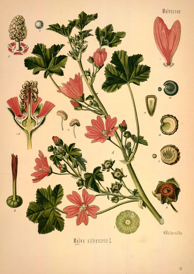 Lámina de malva, Köhler's Medizinal-Pflanzen