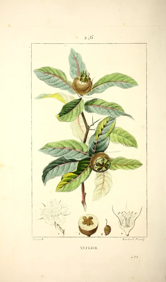 Lámina de níspero europeo, Flore médicale