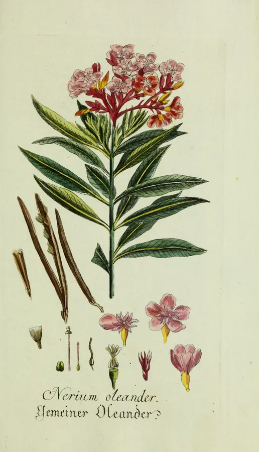 Lámina de adelfa, Plantarum indigenarum et exoticarum icones ad vivum coloratae