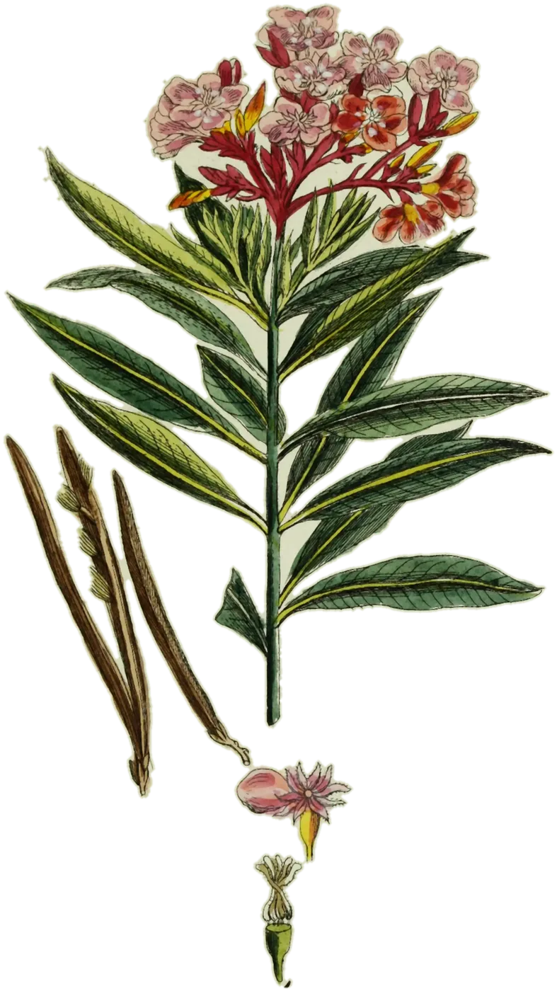 Adelfa (Nerium oleander), de la lámina de Anónimo