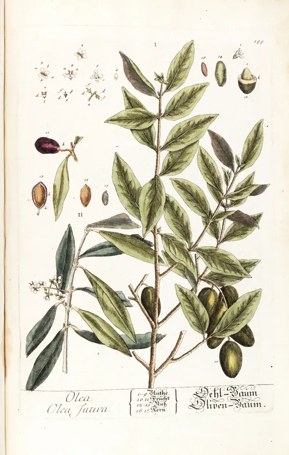 Lámina de olivo, Herbarium Blackwellianum