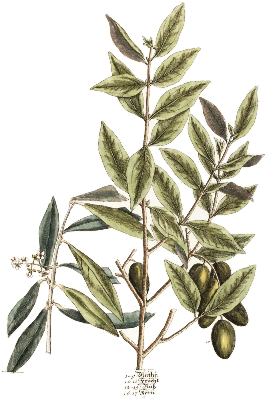 Olivo (Olea europaea), de la lámina de Elizabeth Blackwell