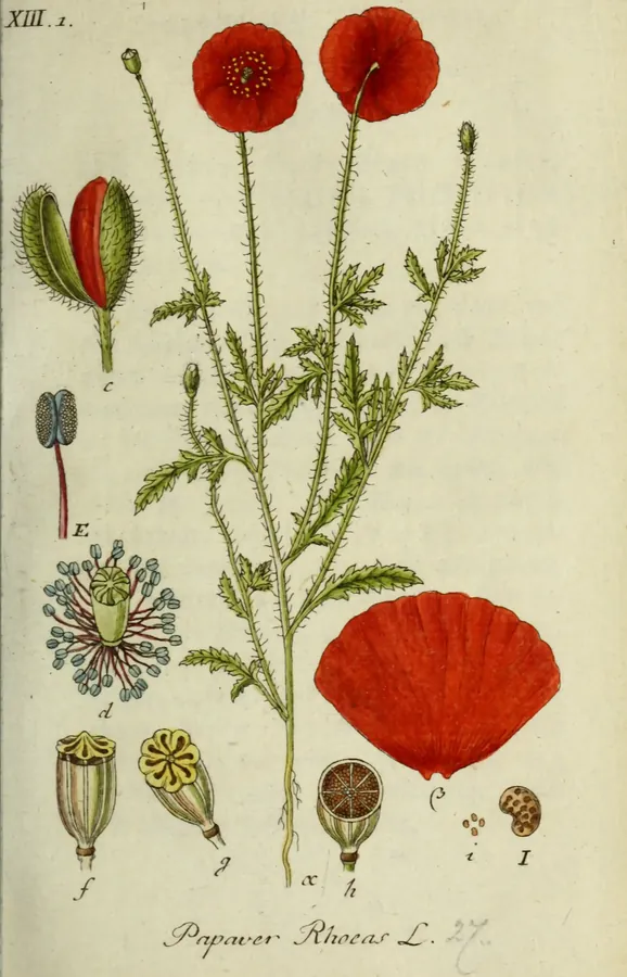 Lámina de amapola, Deutschlands Flora in Abbildungen nach der Natur