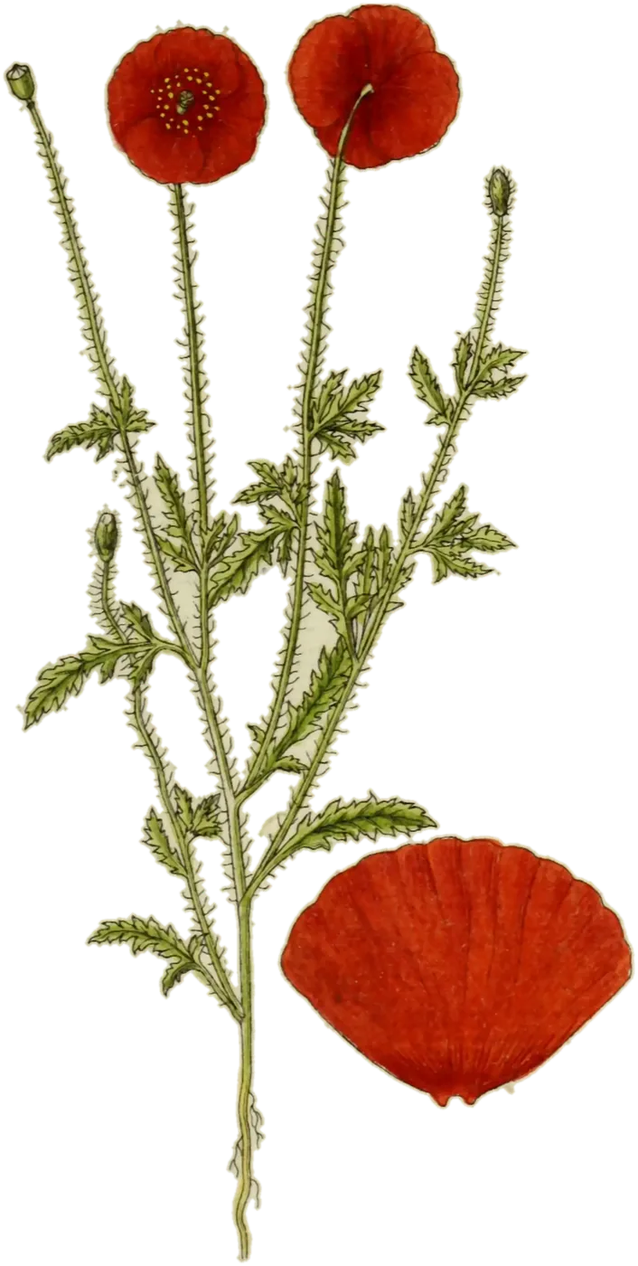 Amapola (Papaver rhoeas), de la lámina de Jacob Sturm