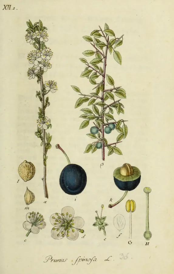 Lámina de endrino, Deutschlands Flora in Abbildungen nach der Natur