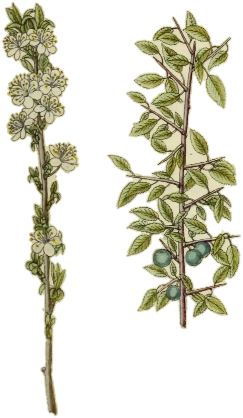 Endrino (Prunus spinosa), de la lámina de Jacob Sturm