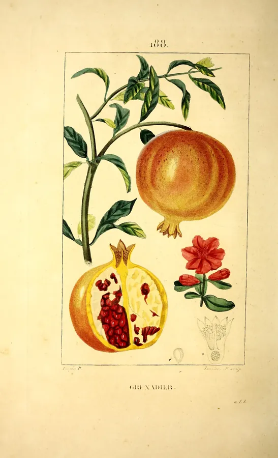 Lámina de granado, Flore médicale
