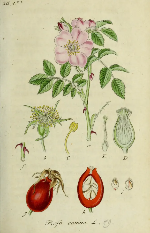 Lámina de rosal silvestre, Deutschlands Flora in Abbildungen nach der Natur