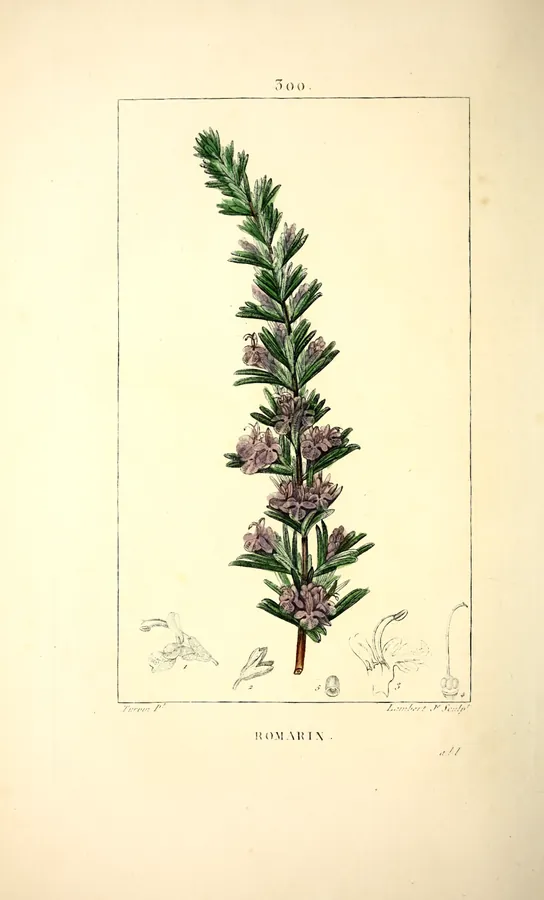 Lámina de romero, Flore médicale