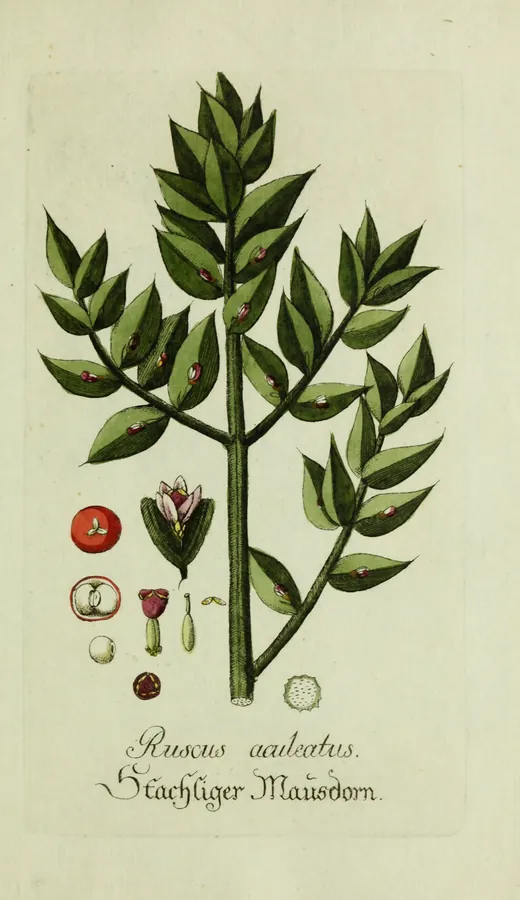 Lámina de rusco, Plantarum indigenarum et exoticarum icones ad vivum coloratae
