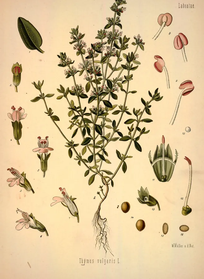 Lámina de tomillo, Köhler's Medizinal-Pflanzen
