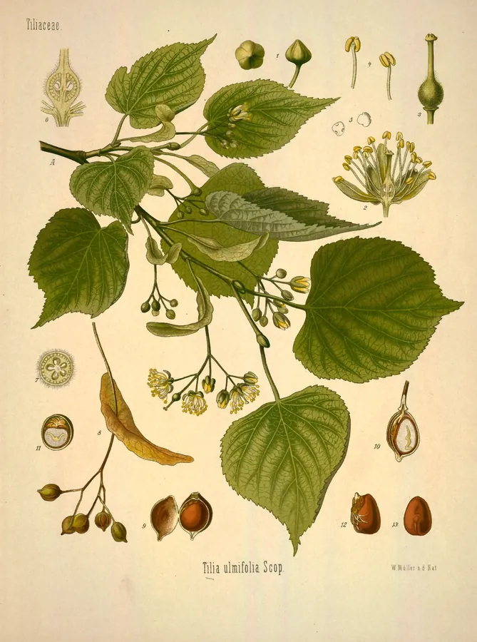 Lámina de tilo, Köhler's Medizinal-Pflanzen