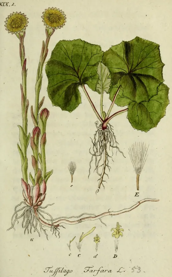 Lámina de fárfara, Deutschlands Flora in Abbildungen nach der Natur