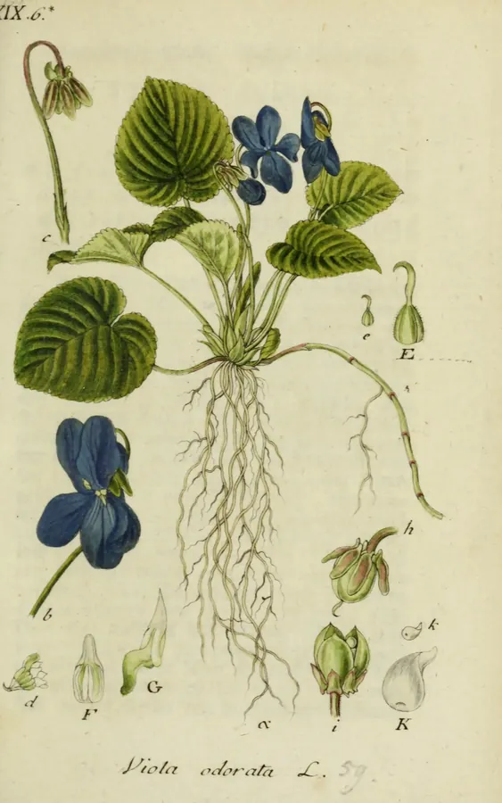Lámina de violeta, Deutschlands Flora in Abbildungen nach der Natur