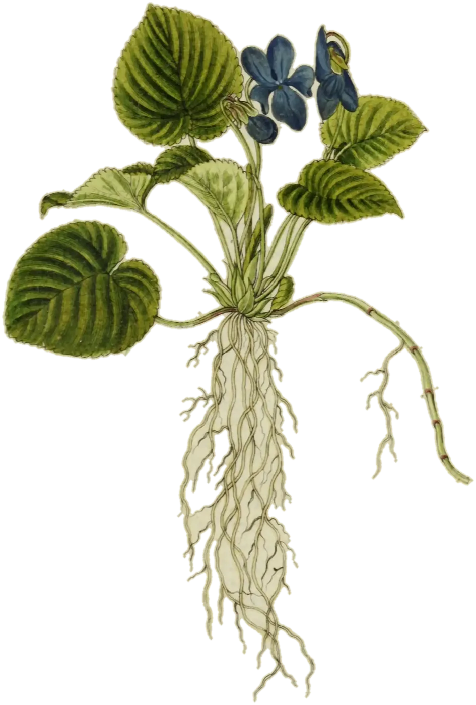 Violeta (Viola odorata), de la lámina de Jacob Sturm