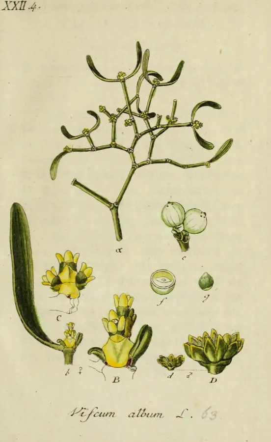 Lámina de muérdago, Deutschlands Flora in Abbildungen nach der Natur